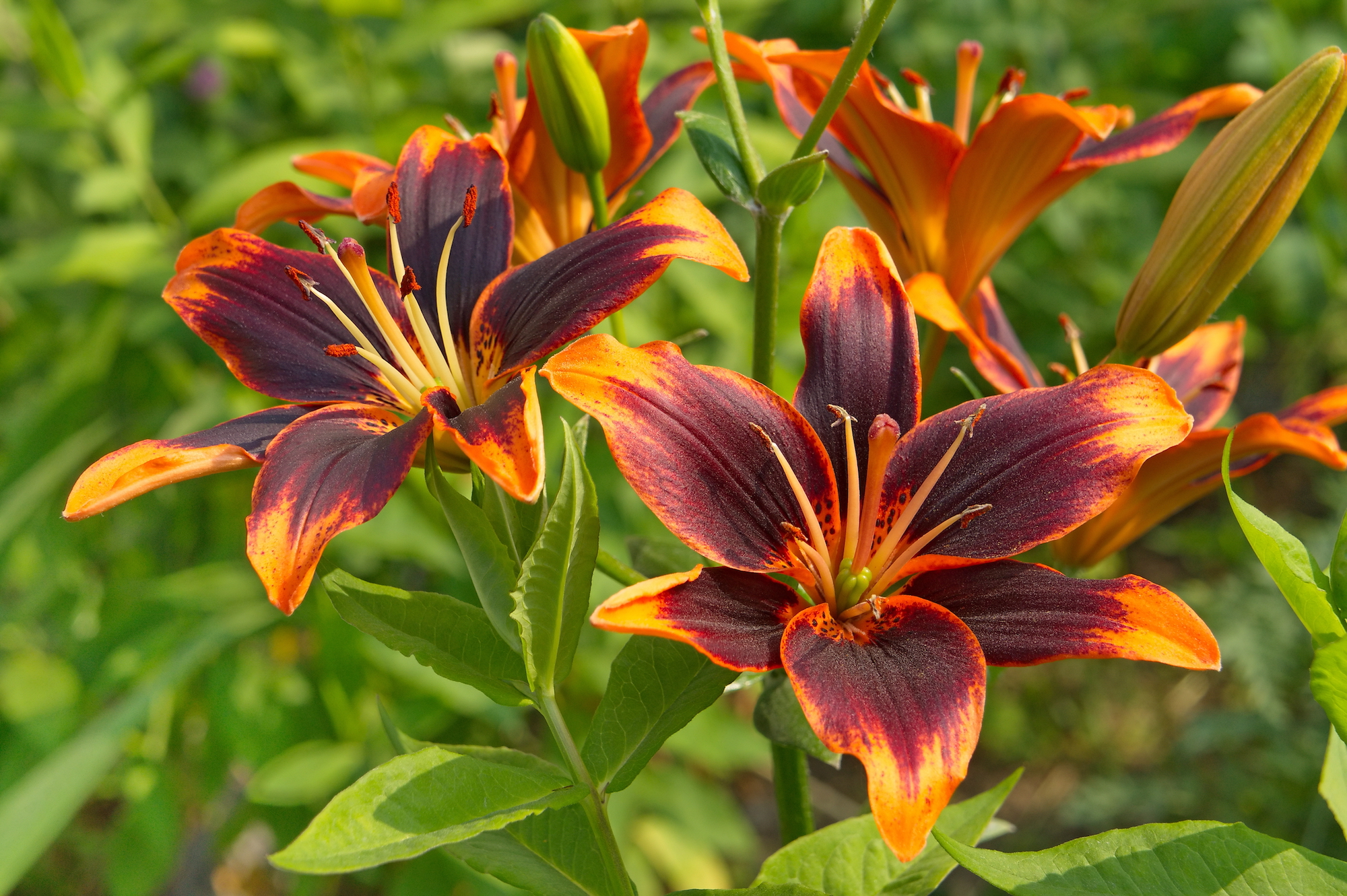 Close-up of bright orange lilies with deep purple at base of petals.